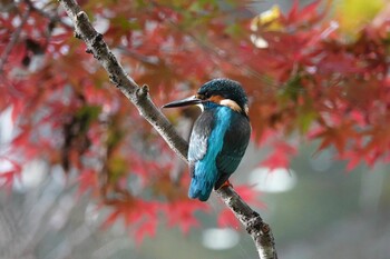 カワセミ 東京都 2021年11月19日(金)