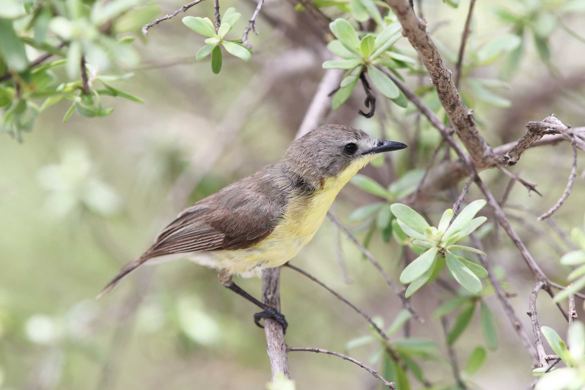 Photo of Golden-bellied Gerygone at Olango Island Wildlife Sanctuary by Trio