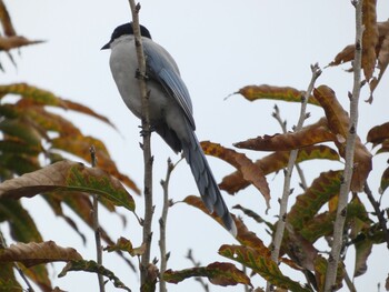 2021年11月21日(日) さいわい緑道(川崎市)の野鳥観察記録