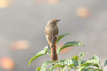 Daurian Redstart 利倉西 Sun, 11/21/2021