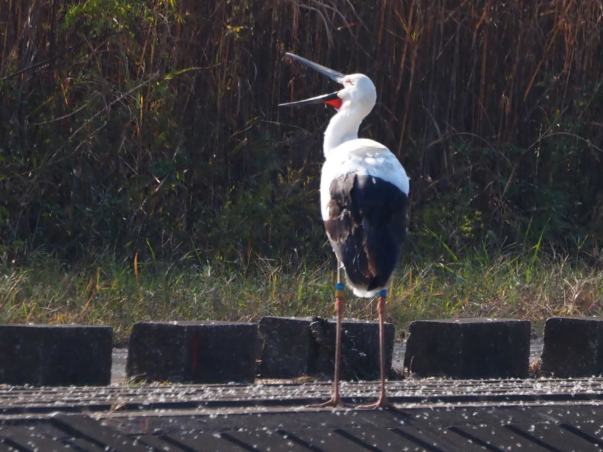 コウノトリ