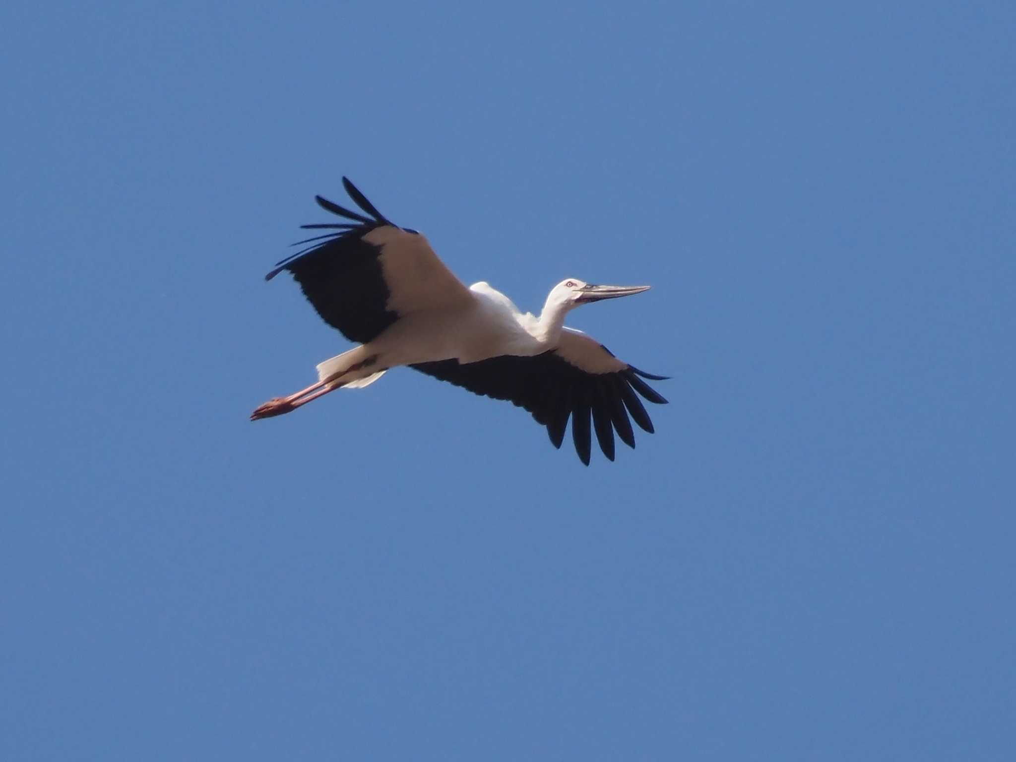 コウノトリ