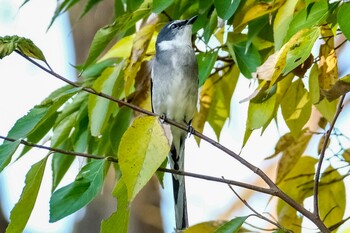 リュウキュウサンショウクイ 埼玉県 2021年11月17日(水)