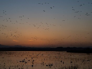 2021年11月20日(土) 伊豆沼の野鳥観察記録