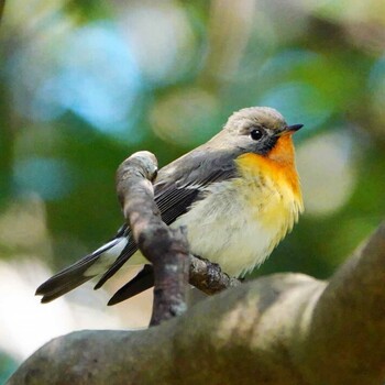 ムギマキ 稲佐山公園 撮影日未設定