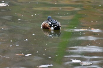 ハシビロガモ 長浜公園 2021年11月21日(日)