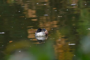 ハシビロガモ 長浜公園 2021年11月21日(日)