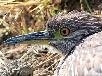 2021年11月19日(金) 通勤途中の田んぼの畦の野鳥観察記録