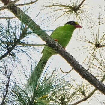 ヘキサン Nam Nao National Park 2021年11月18日(木)