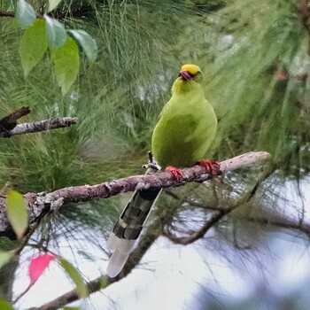 ヘキサン Nam Nao National Park 2021年11月18日(木)