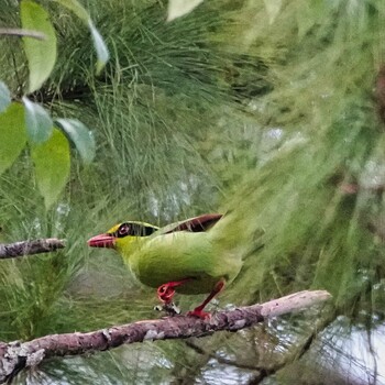 ヘキサン Nam Nao National Park 2021年11月18日(木)