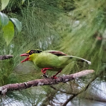 ヘキサン Nam Nao National Park 2021年11月18日(木)