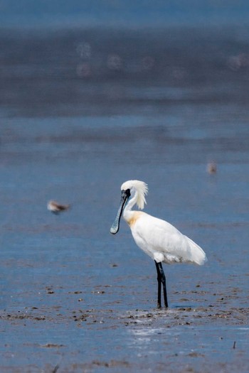 Black-faced Spoonbill Daijugarami Higashiyoka Coast Sun, 4/30/2017