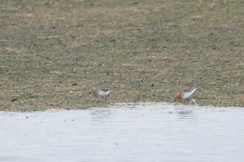 Red-necked Stint 鈴鹿川派川河口 Mon, 5/15/2017