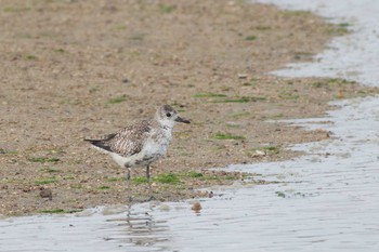 Grey Plover 鈴鹿川派川河口 Mon, 5/15/2017