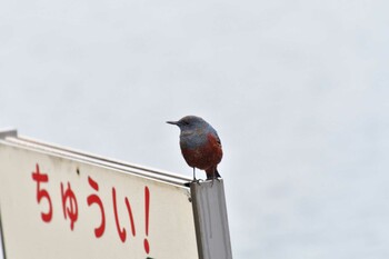 イソヒヨドリ 長浜公園 2021年11月22日(月)