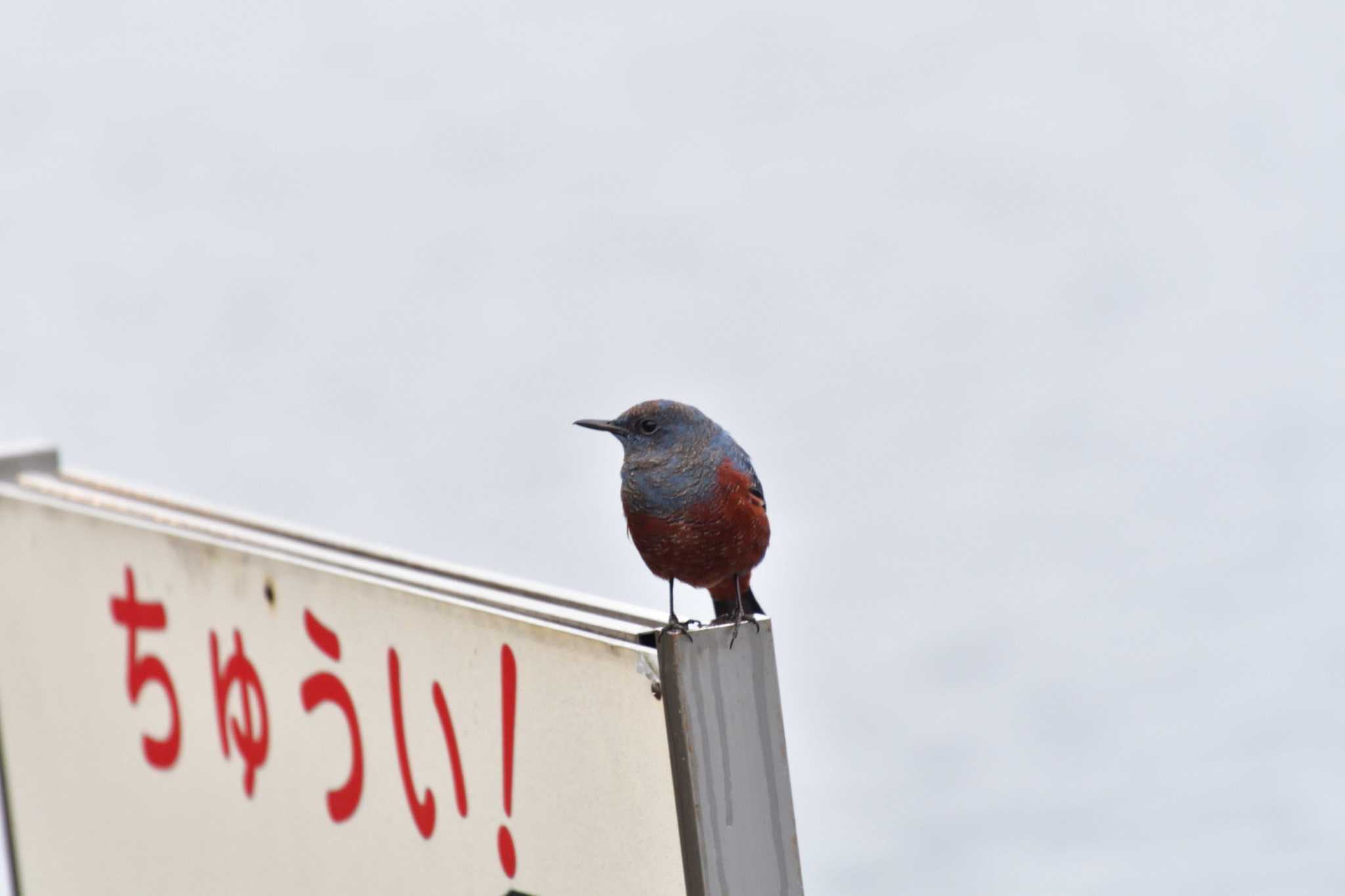 Photo of Blue Rock Thrush at Nagahama Park by やなさん