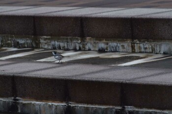 White Wagtail Nagahama Park Mon, 11/22/2021