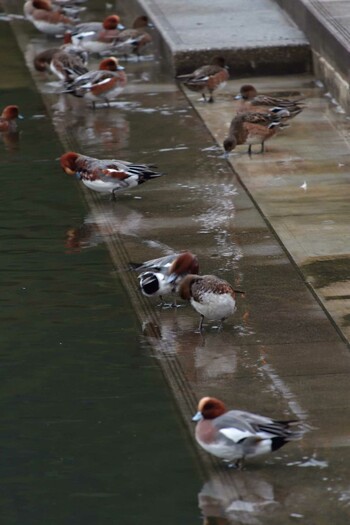 Eurasian Wigeon Nagahama Park Mon, 11/22/2021