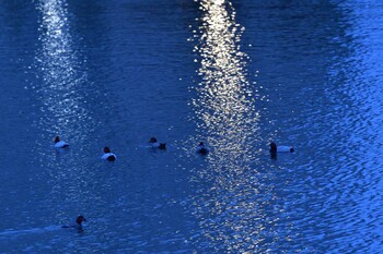 ホシハジロ 長浜公園 2021年11月22日(月)