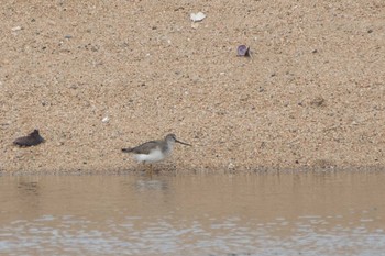 Terek Sandpiper 鈴鹿川派川河口 Mon, 5/15/2017