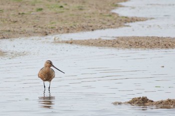 Bar-tailed Godwit 鈴鹿川派川河口 Mon, 5/15/2017