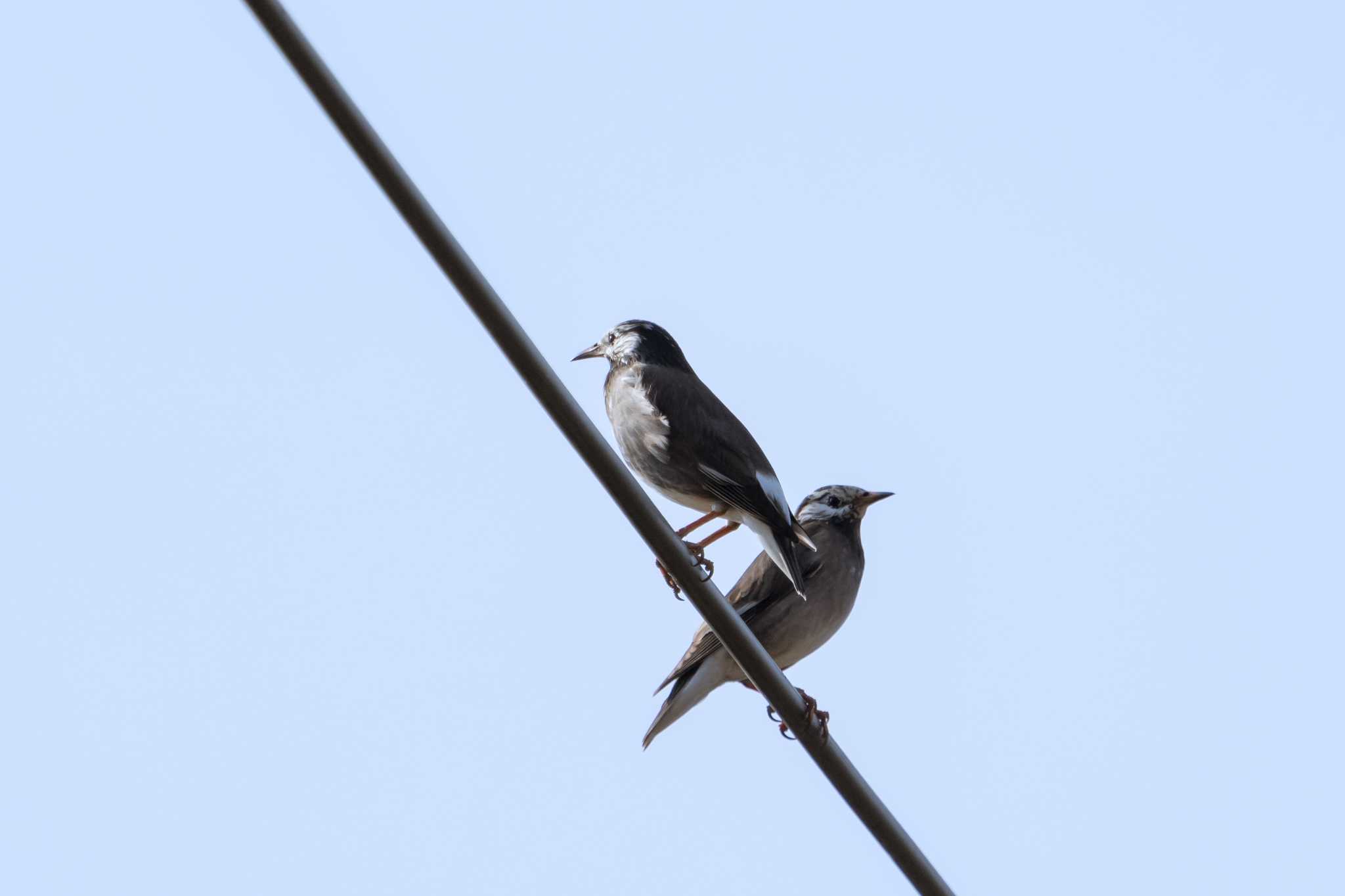 Photo of Brown-eared Bulbul at 草津下物 by C君