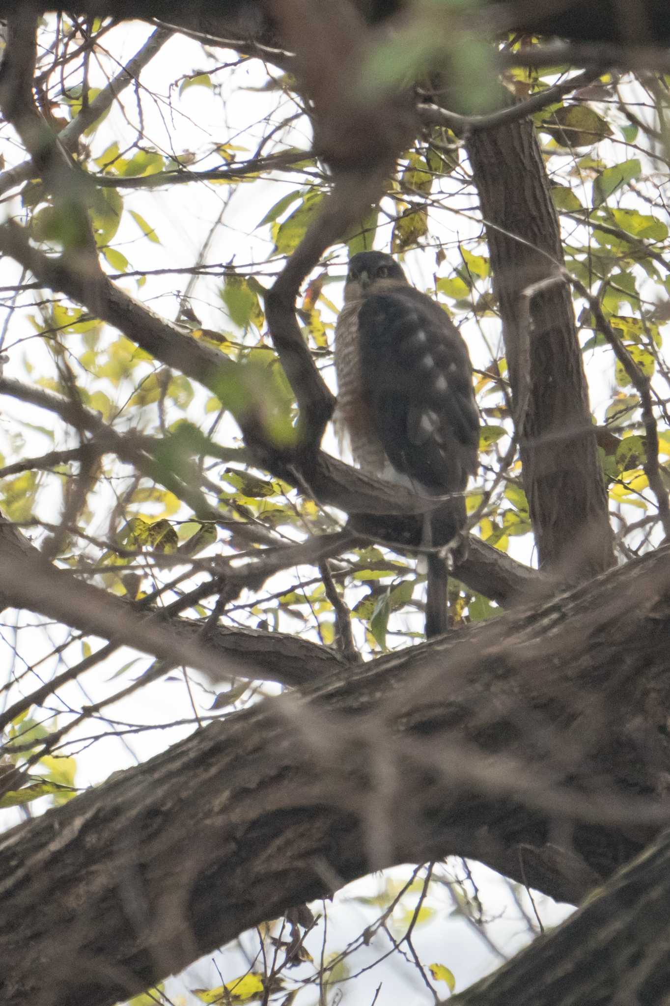 Photo of Eurasian Sparrowhawk at 草津下物 by C君