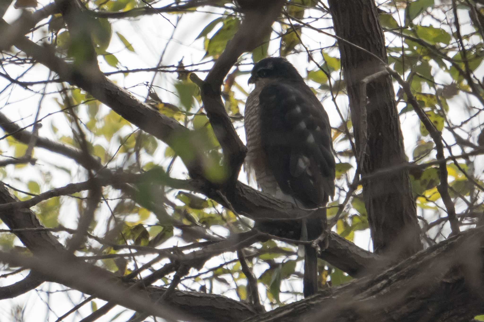 Photo of Eurasian Sparrowhawk at 草津下物 by C君