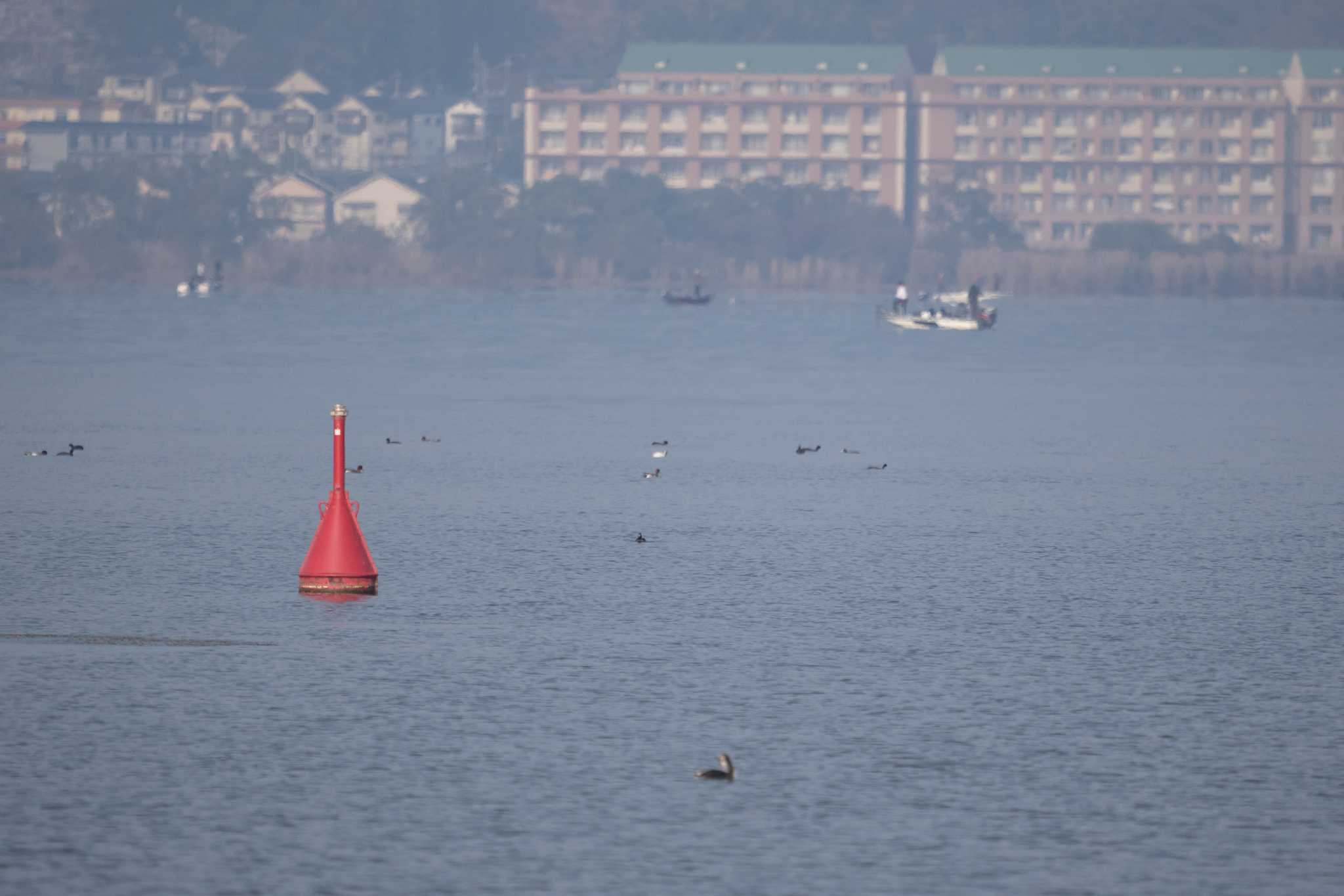 Photo of Smew at 草津下物 by C君