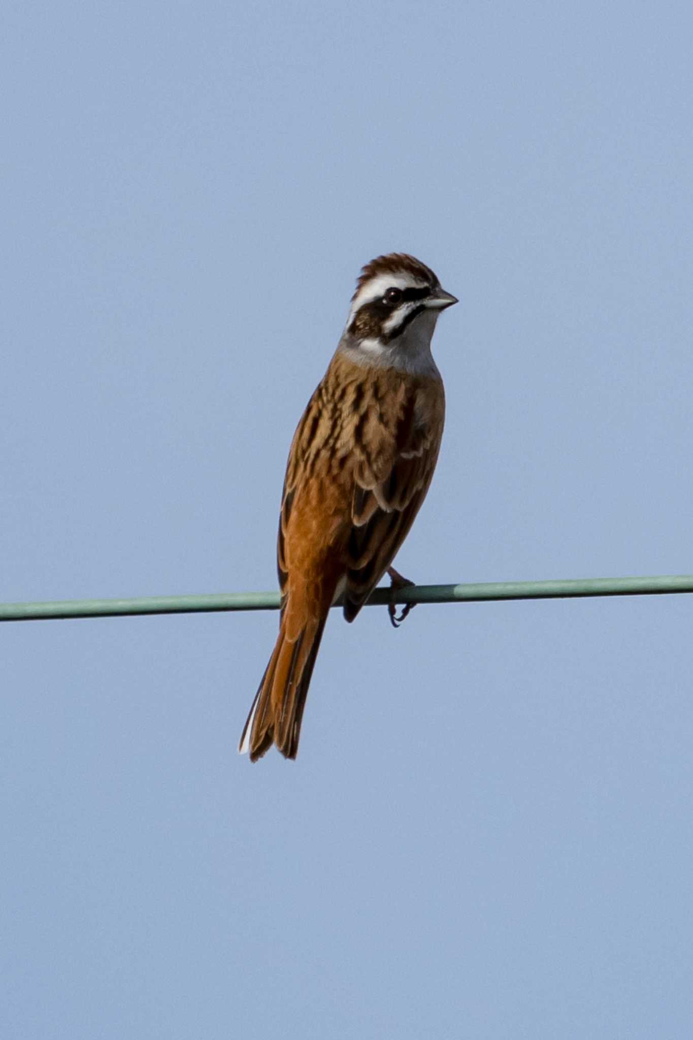 Meadow Bunting