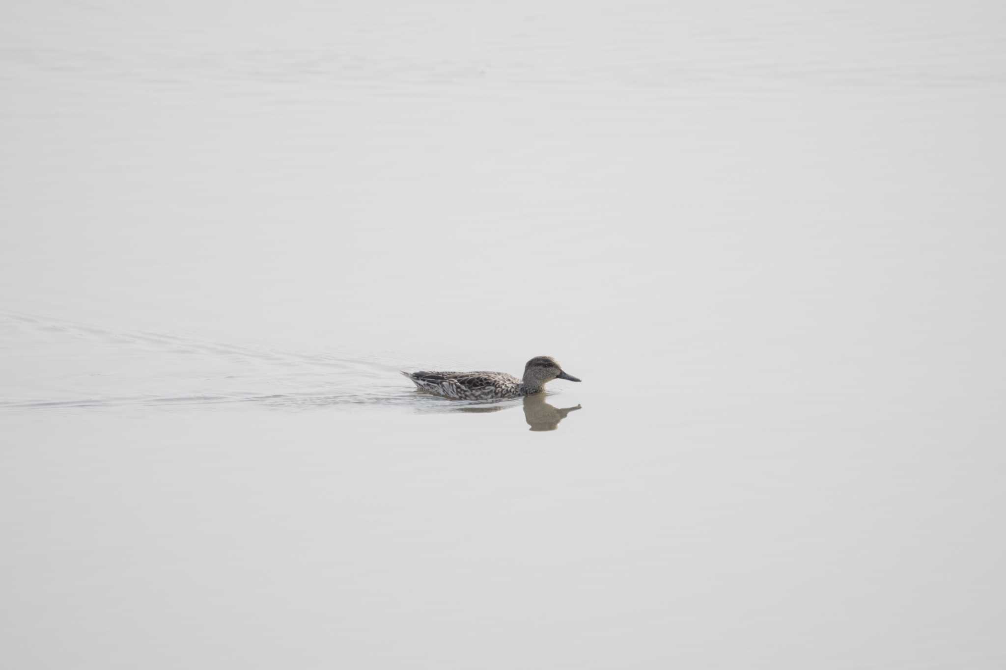 Photo of Northern Pintail at 草津下物 by C君