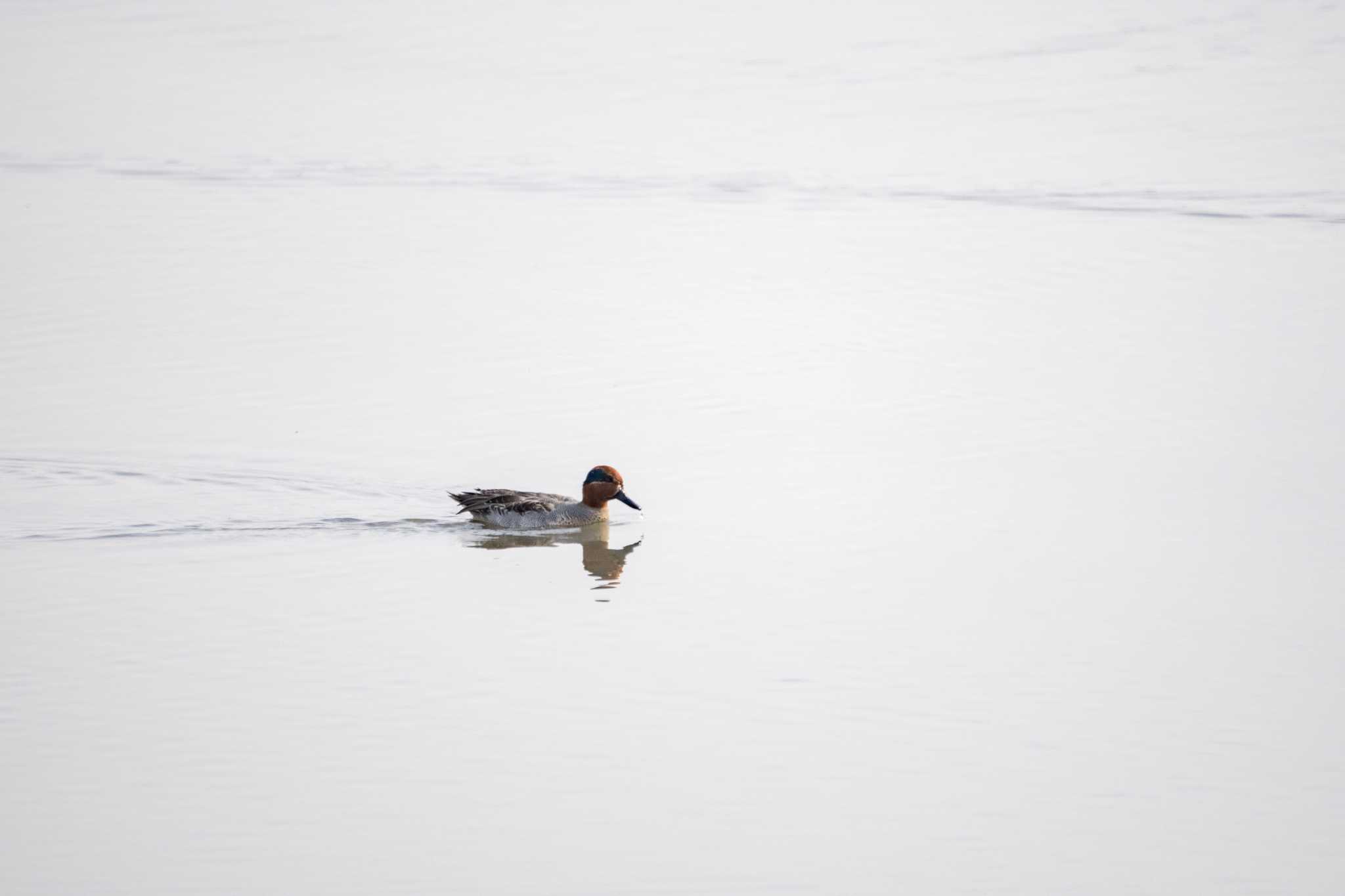 Photo of Eurasian Teal at 草津下物 by C君