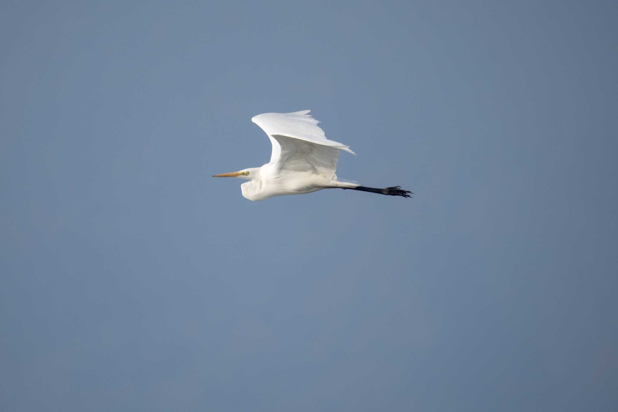 Photo of Great Egret at 草津下物 by C君