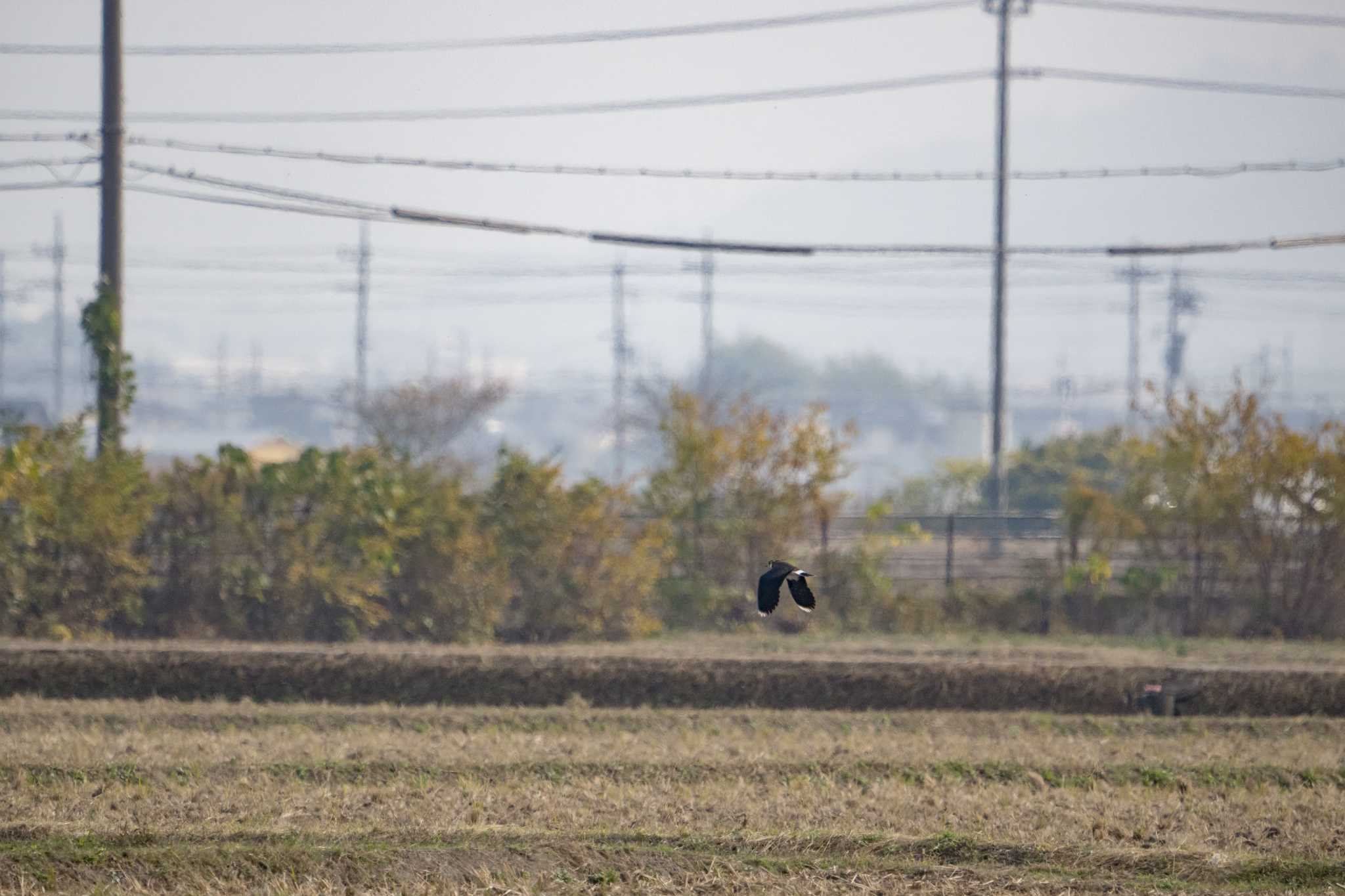 Photo of Northern Lapwing at 草津下物 by C君