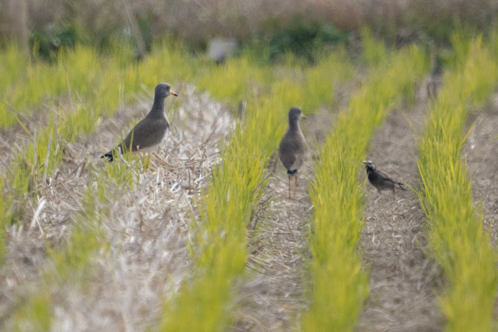Photo of Grey-headed Lapwing at 草津下物 by C君