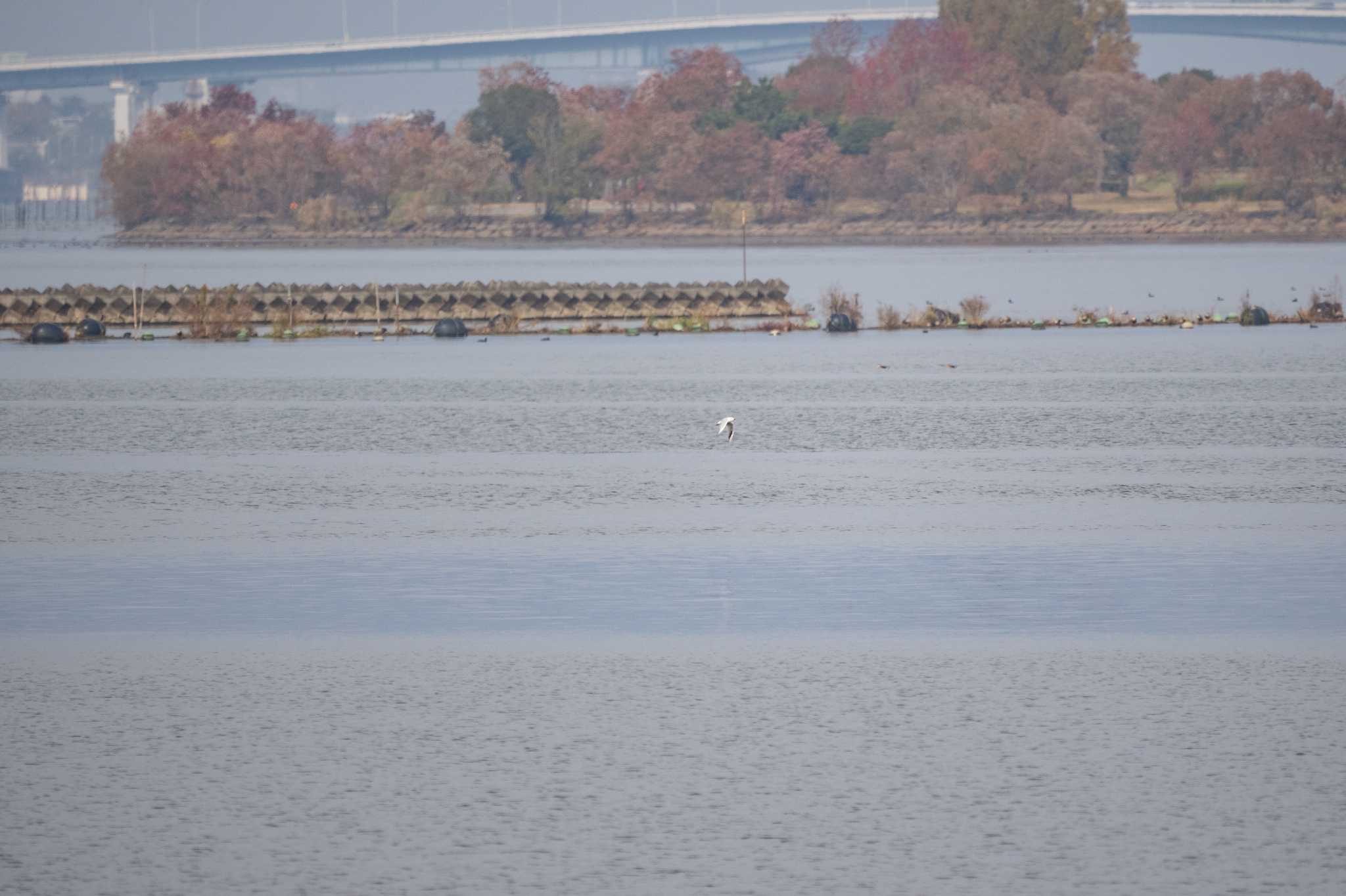 Photo of Black-headed Gull at 草津下物 by C君