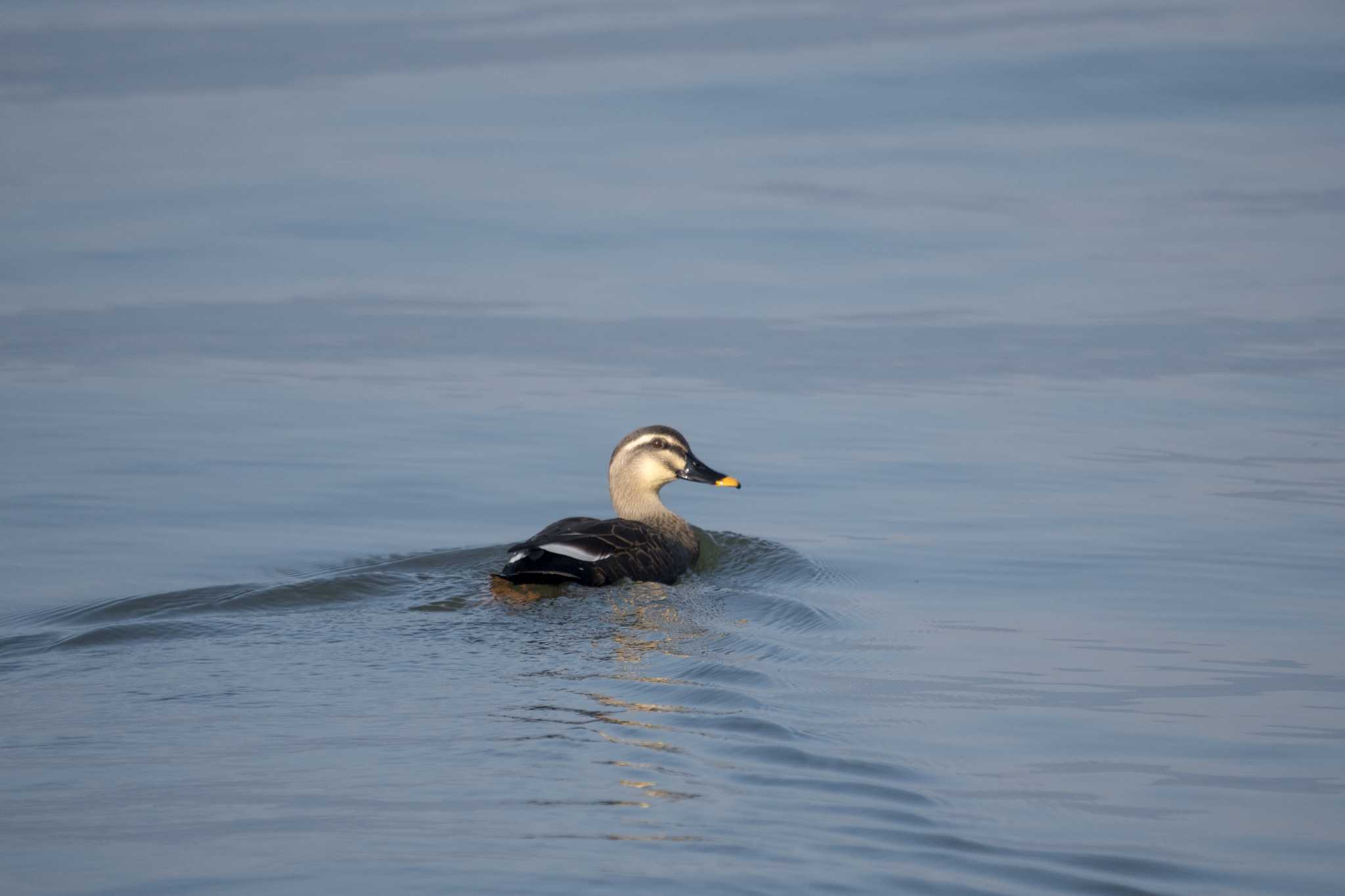 Photo of Eastern Spot-billed Duck at 草津下物 by C君