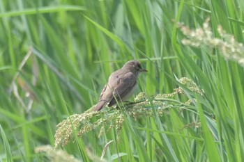 オオヨシキリ 滋賀県びわこ地球市民の森 2017年5月14日(日)