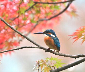 Common Kingfisher 東京都　 Unknown Date