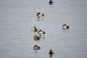 2021年11月21日(日) 草津下物の野鳥観察記録