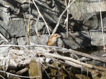 Bull-headed Shrike 南アルプス邑野鳥公園 Mon, 11/15/2021