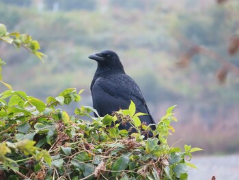 ハシボソガラス 多摩川 2021年11月22日(月)