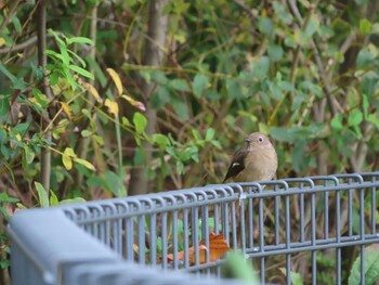 2021年11月22日(月) 多摩川の野鳥観察記録