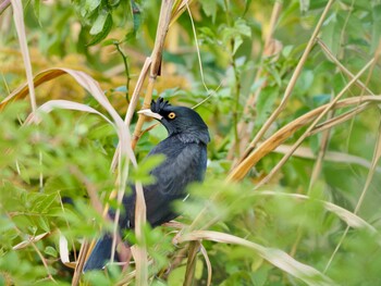 ハッカチョウ 淀川河川公園 2021年11月20日(土)