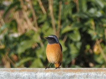 ジョウビタキ 大阪府 2021年11月21日(日)