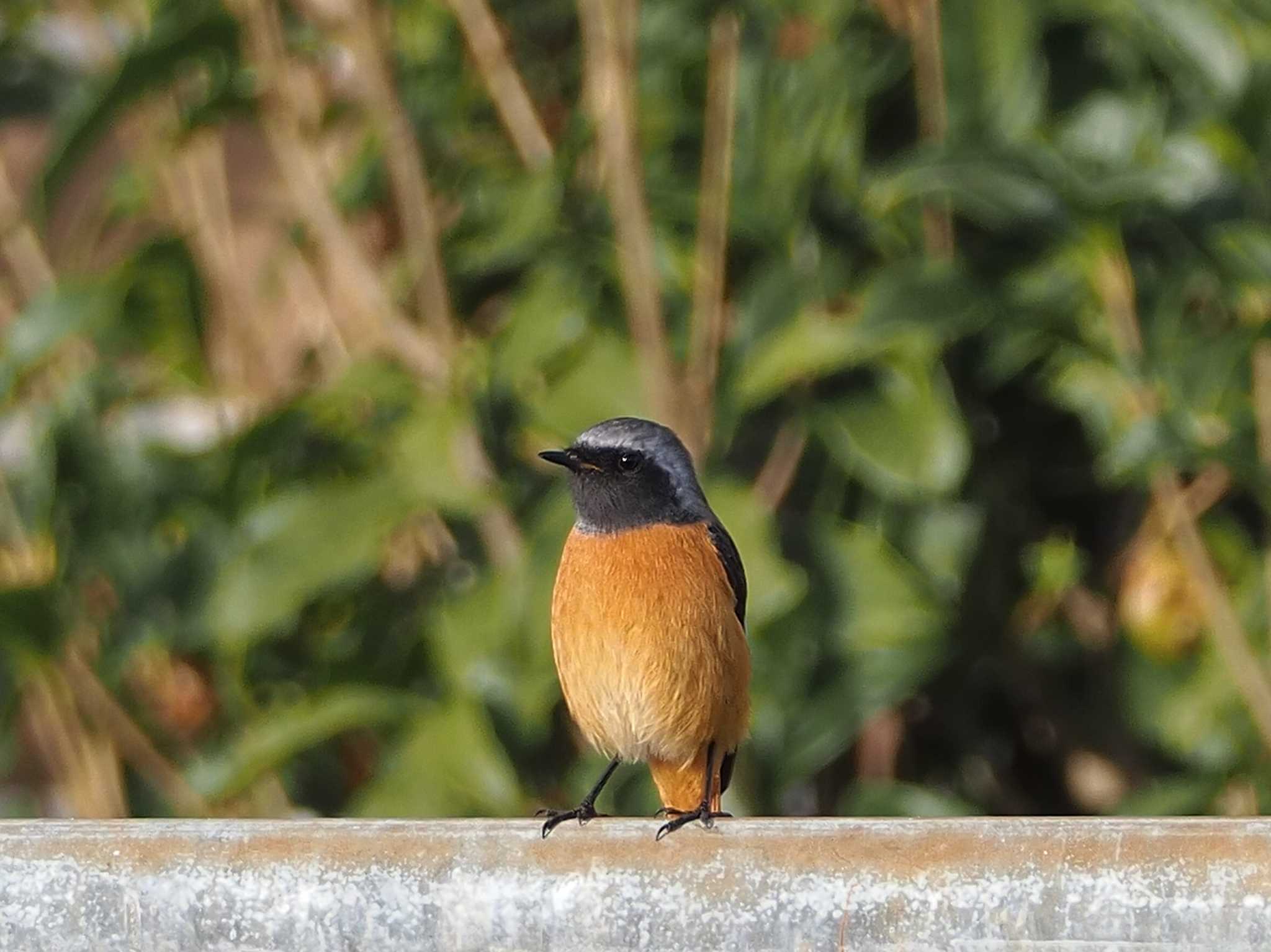 大阪府 ジョウビタキの写真 by たこ