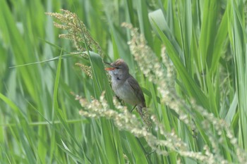 オオヨシキリ 滋賀県びわこ地球市民の森 2017年5月14日(日)