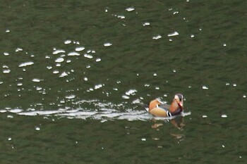 Mandarin Duck 山口県岩国市　生見川ダム Mon, 11/22/2021