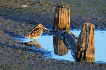 Common Snipe 奈良県田原本町 Wed, 11/17/2021